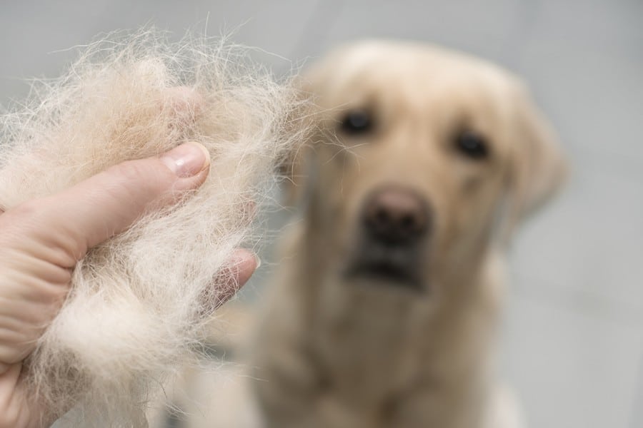 perro caida pelo