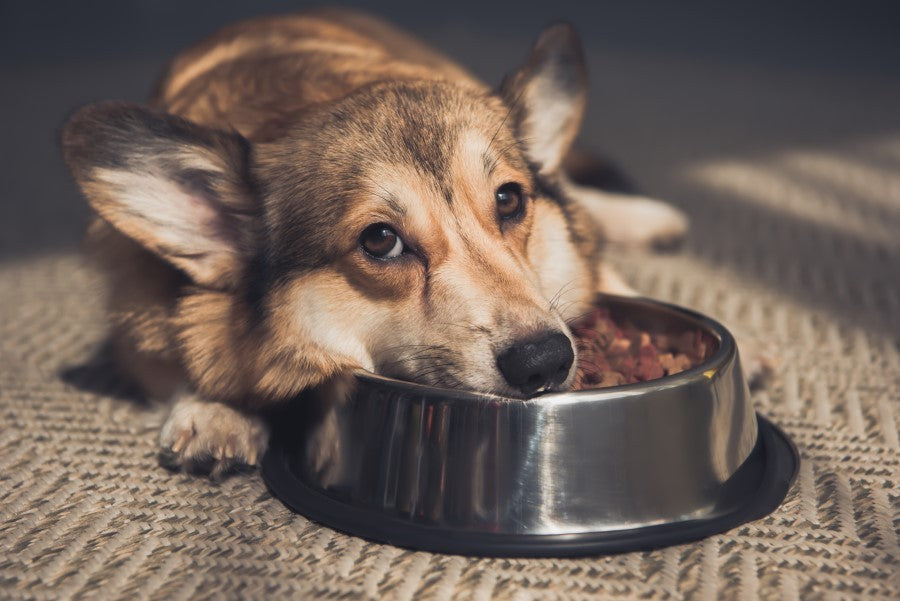 perro no quiere comer