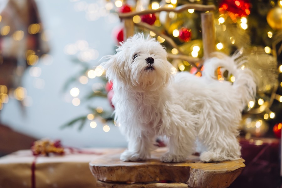 perro se estresa en Navidades