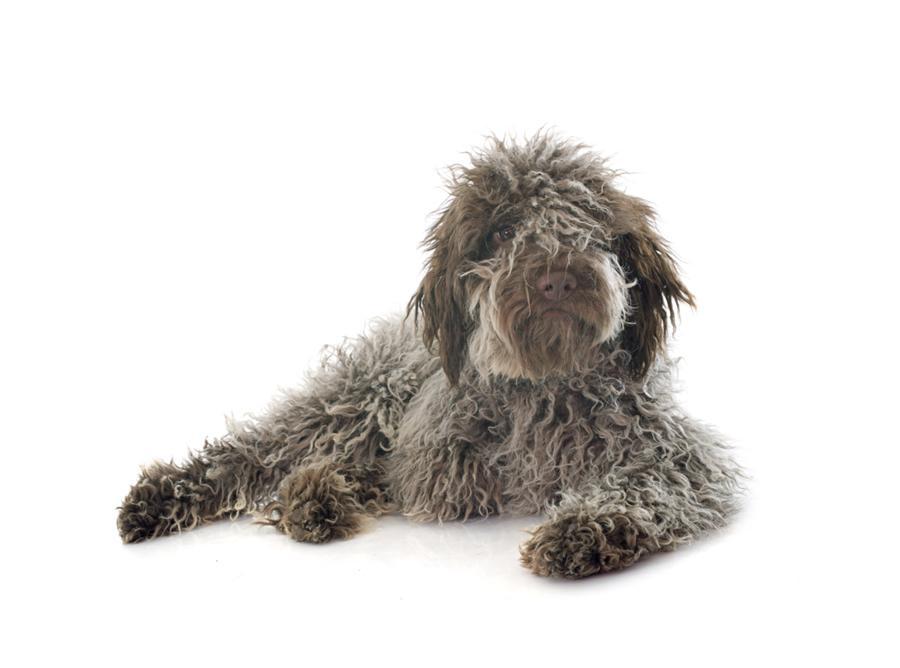 Perro de agua