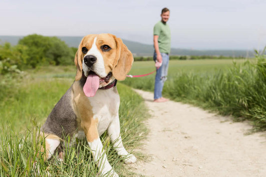 Perros beagle, ideales para familias activas y con niños - Disane pet care
