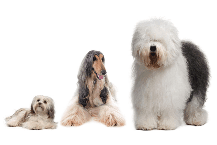 Perros de pelo largo: cuidados y recomendaciones - Disane pet care