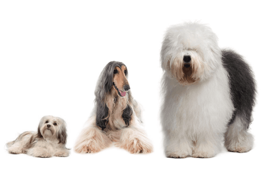 Perros de pelo largo: cuidados y recomendaciones - Disane pet care