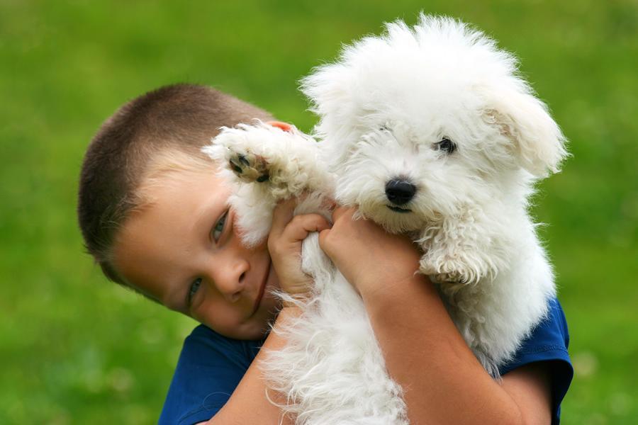 Perros en adopción… ¿Razas grandes o pequeñas? - Disane pet care