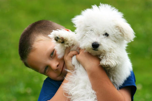 Perros en adopción… ¿Razas grandes o pequeñas? - Disane pet care