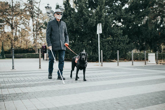 Perros guía: razas, características y controles de salud - Disane pet care