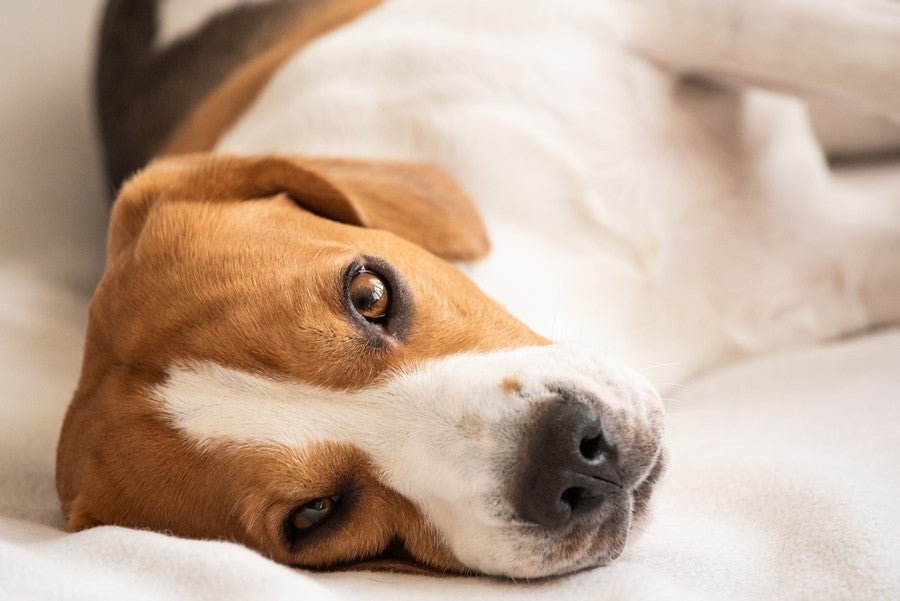 Perros mayores, consejos y cuidados - Disane pet care