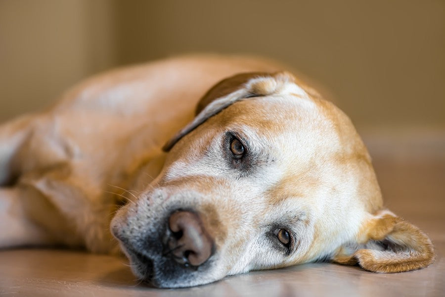 perros mayores