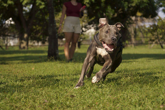 Perros pitbull, una raza por descubrir - Disane pet care