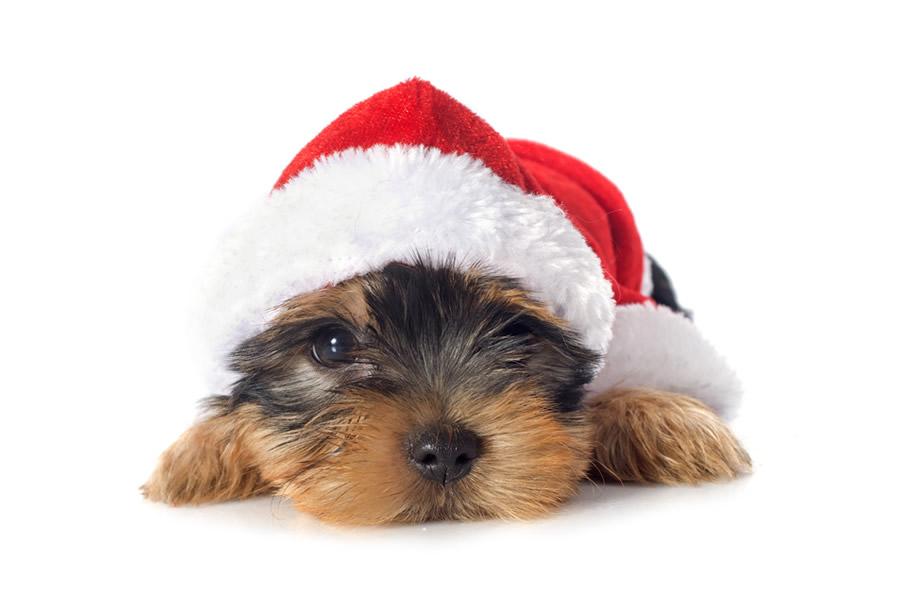 vacaciones con tu perro en Navidad