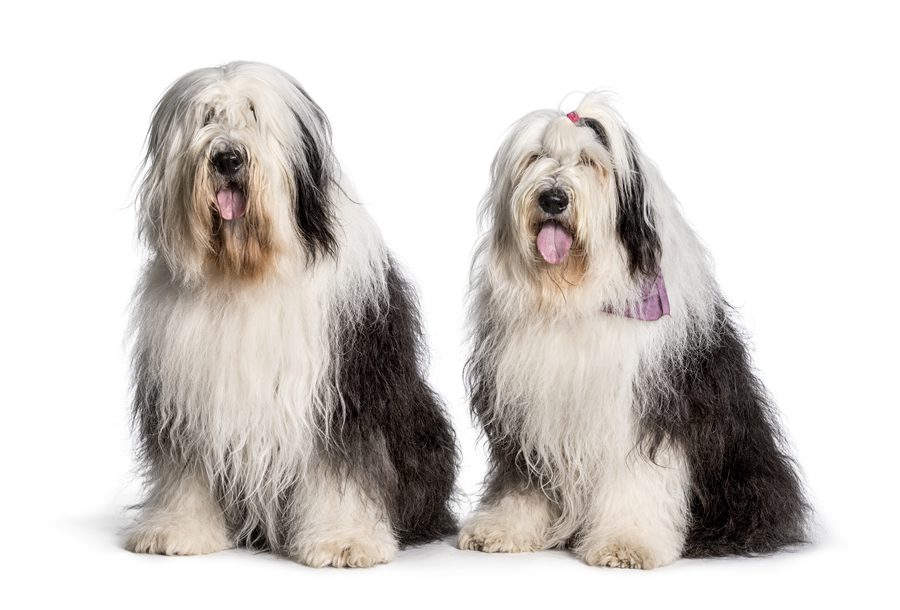 perros bobtail