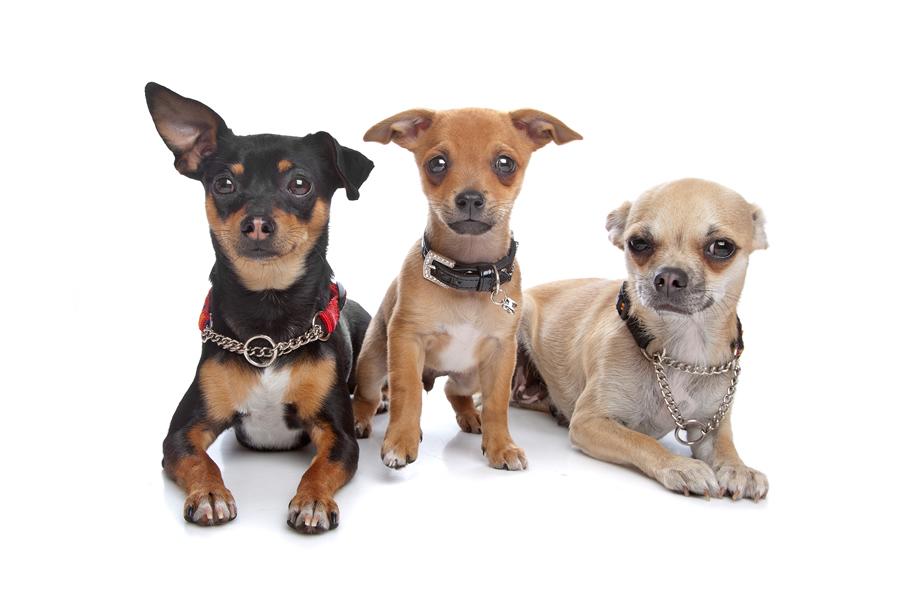 perros chihuahua