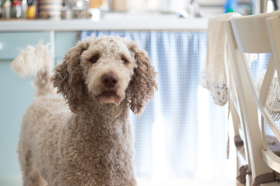 perros de pelo rizado