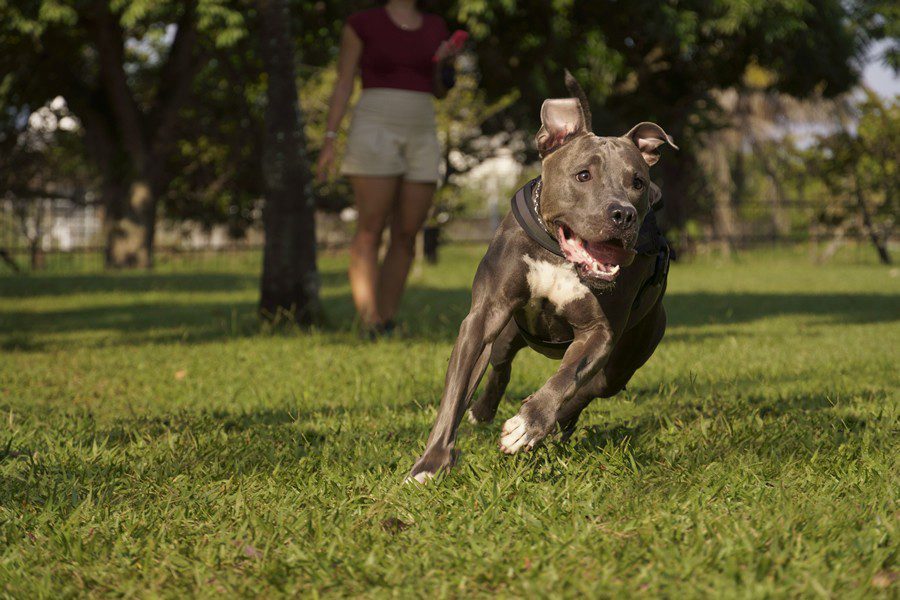 perros pitbull