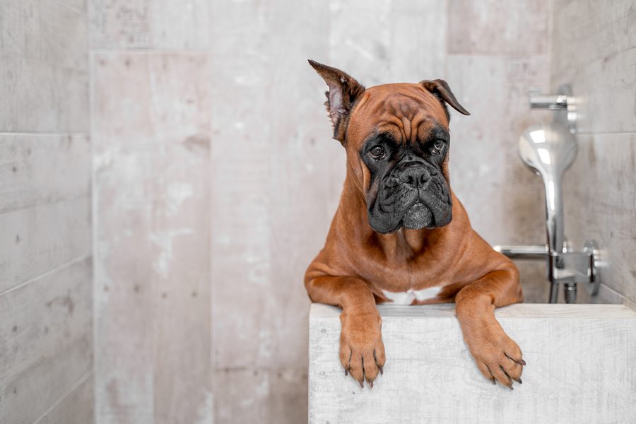 perro tiene dermatitis