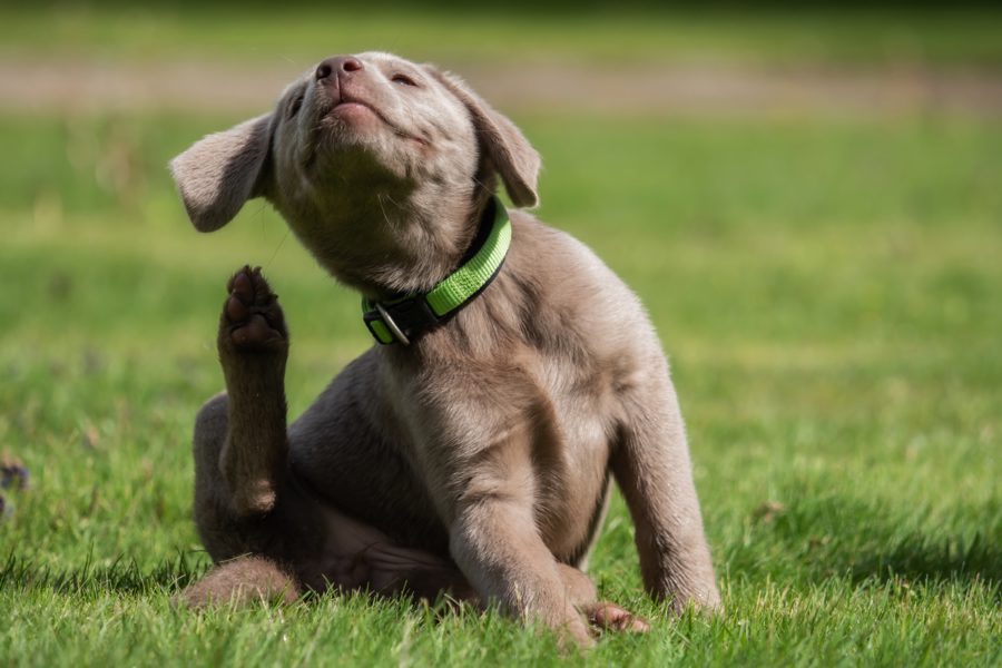 Picor en perros, causas y tratamiento - Disane pet care