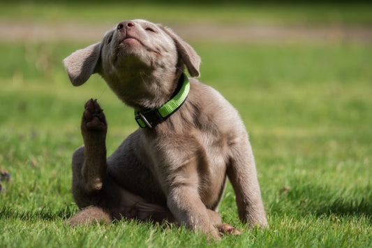 Picor en perros, causas y tratamiento - Disane pet care