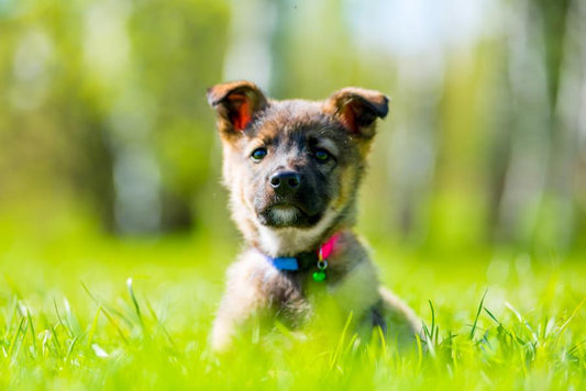 Pipetas y collares antiparasitarios, la combinación ganadora para proteger a tu mascota - Disane pet care