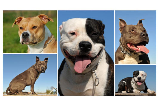 Pitbull, consejos y curiosidades - Disane pet care