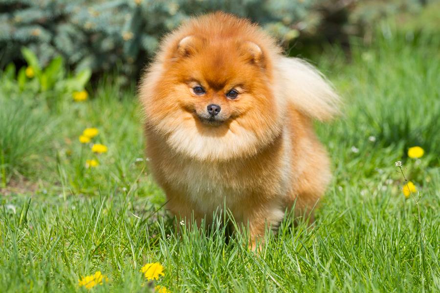 Pomerania, curiosidades y cuidados - Disane pet care