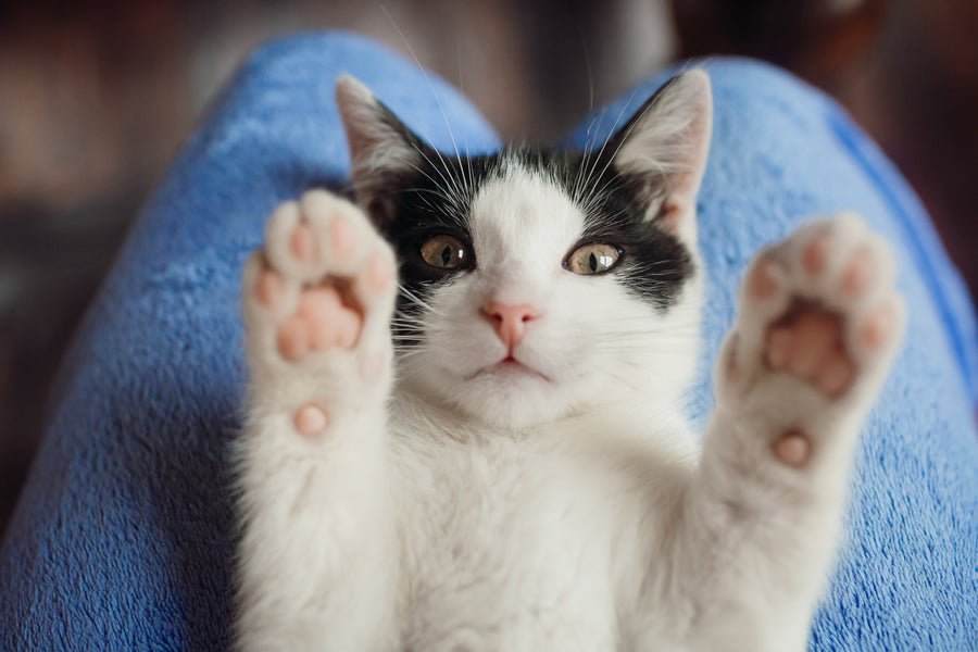 ¿Por qué los gatos necesitan un rascador? - Disane pet care