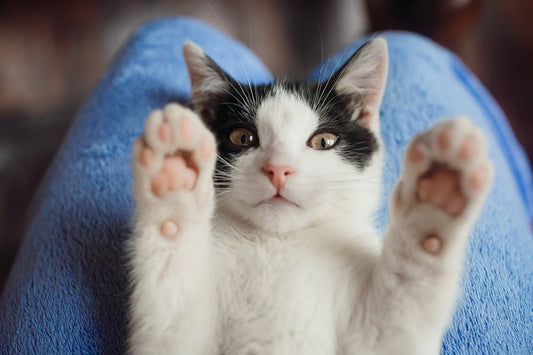 ¿Por qué los gatos necesitan un rascador? - Disane pet care