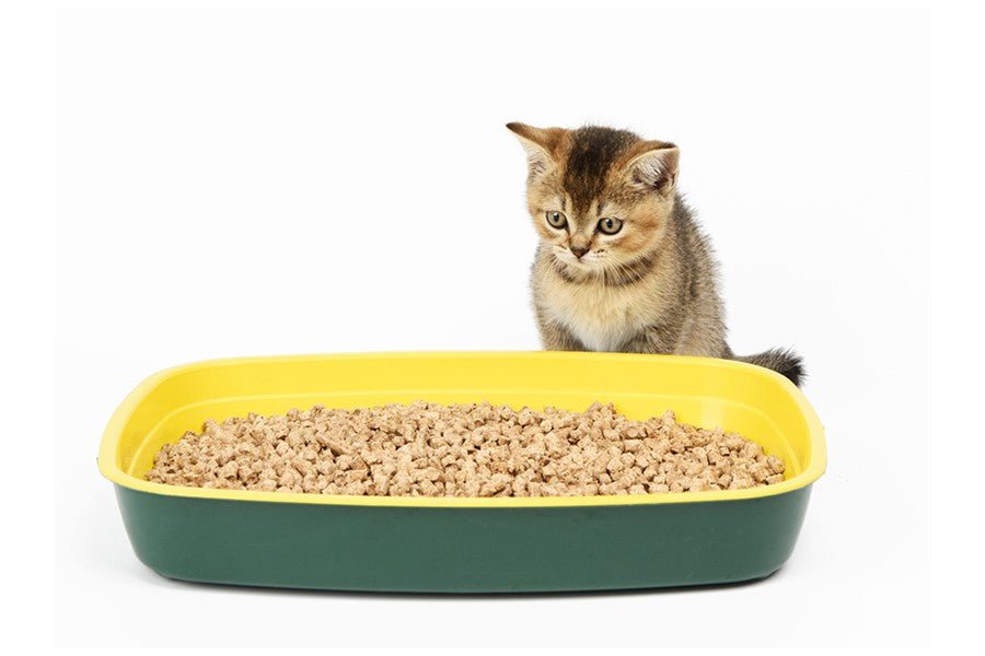 ¿Por qué mi gato no usa el arenero? - Disane pet care