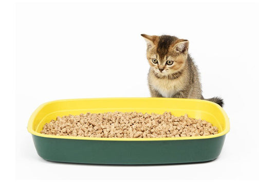 ¿Por qué mi gato no usa el arenero? - Disane pet care