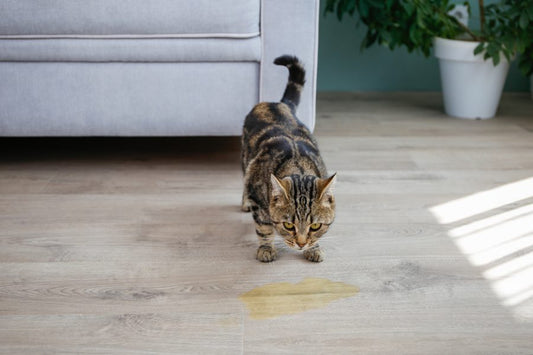 ¿Por qué mi gato se hace pis sin control? - Disane pet care