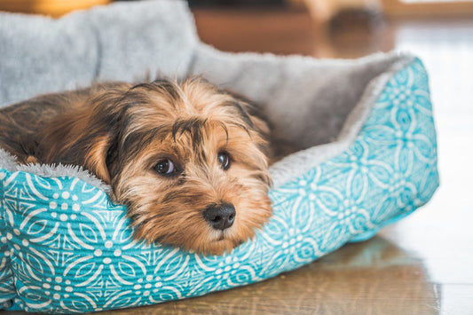 Por qué mi mascota se deprime después de las vacaciones - Disane pet care
