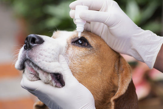 ¿Por qué mi perro se rasca los ojos? - Disane pet care