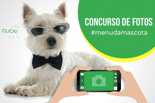 Presume de perro o de gato en nuestro concurso de fotos - Disane pet care