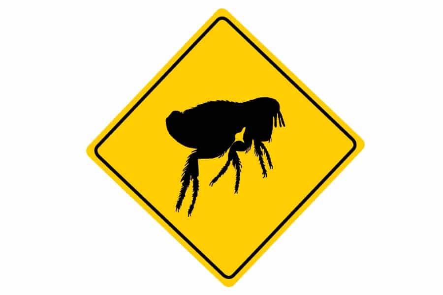 antiparasitarios prevencion garrapatas