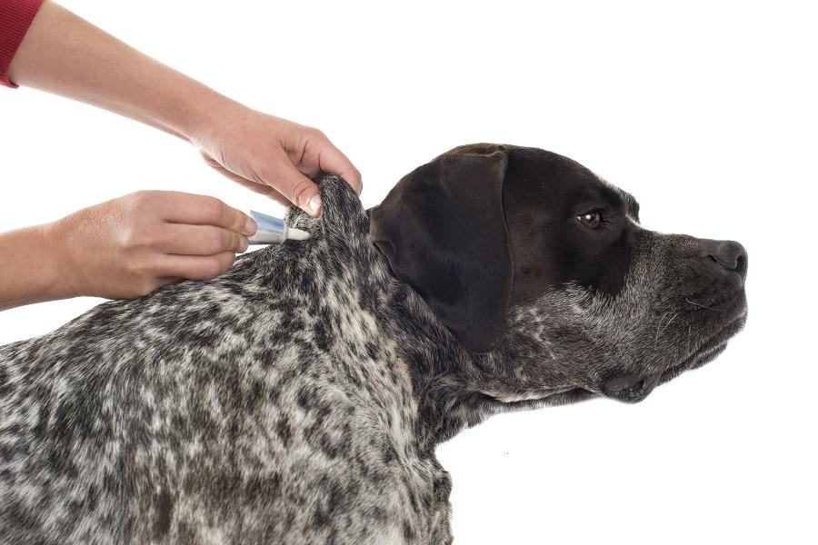 prevencion garrapatas perros