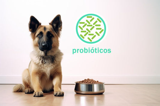 Probióticos para perros, qué son y cómo actúan - Disane pet care