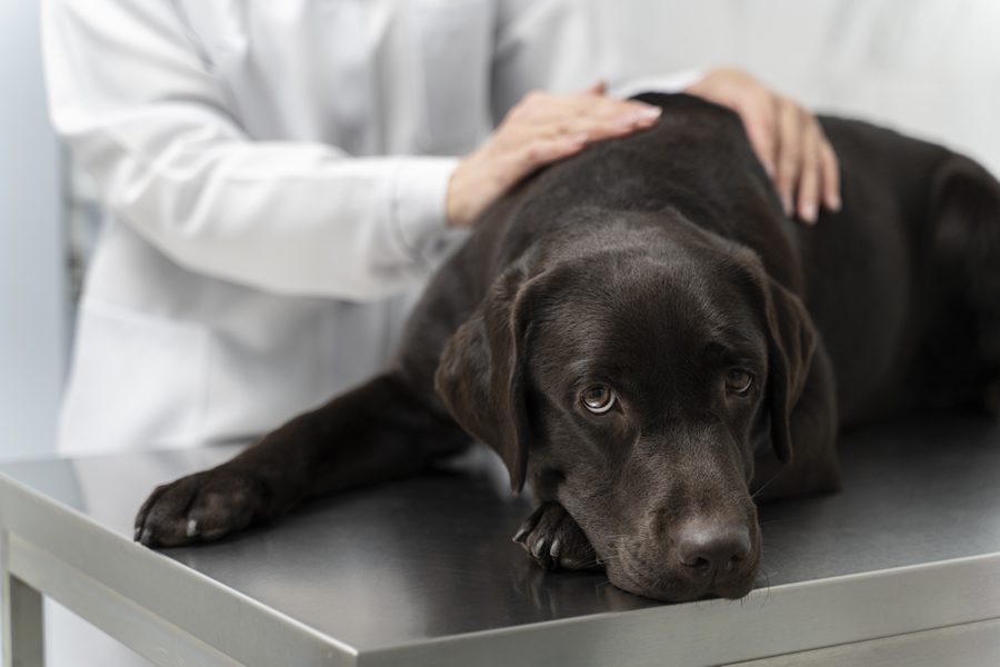 problemas gastrointestinales en perros