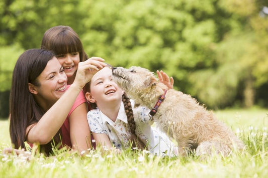 Protege a tu mascota frente a la leishmaniosis de forma natural - Disane pet care
