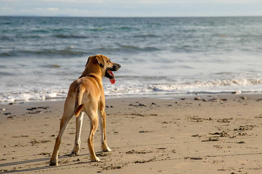 ¡Protege las almohadillas de tu perro en verano! - Disane pet care