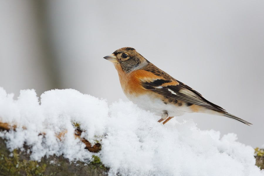 consejos para proteger a los pájaros del frio