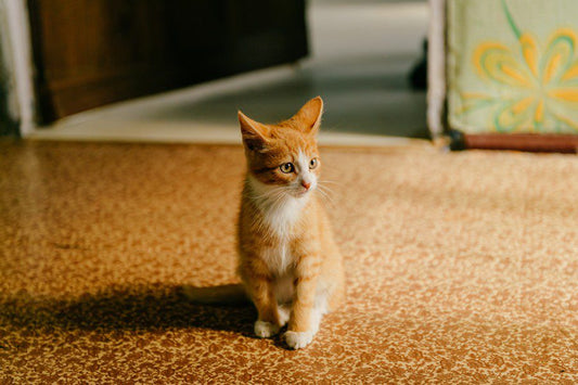 ¿Puedo dejar a mi gato sólo en casa si me voy de vacaciones? - Disane pet care