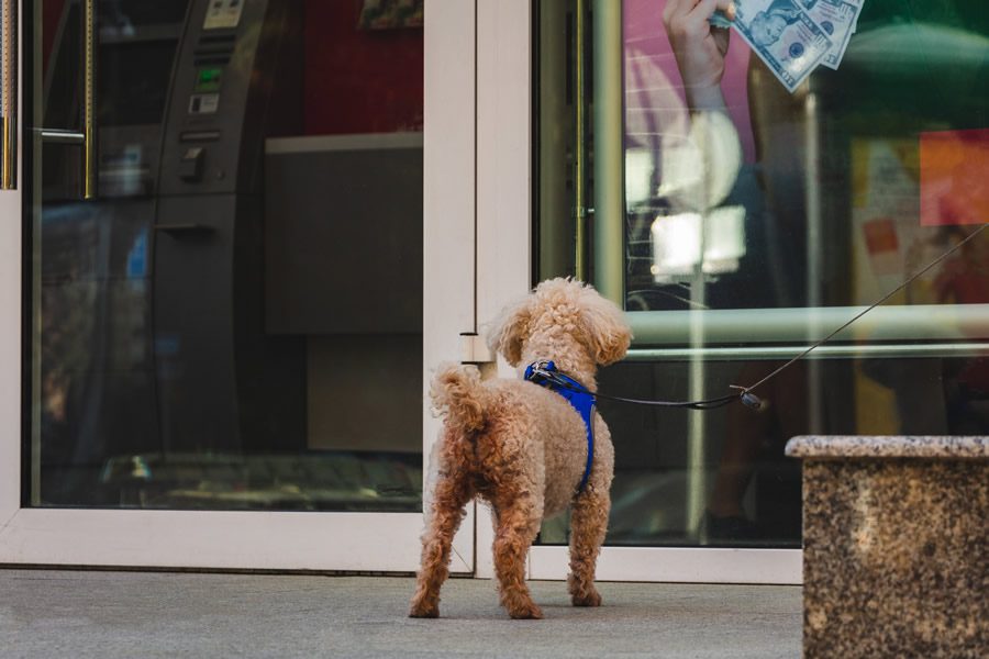 ¿Puedo dejar sola a mi mascota? ¿Durante cuánto tiempo? - Disane pet care