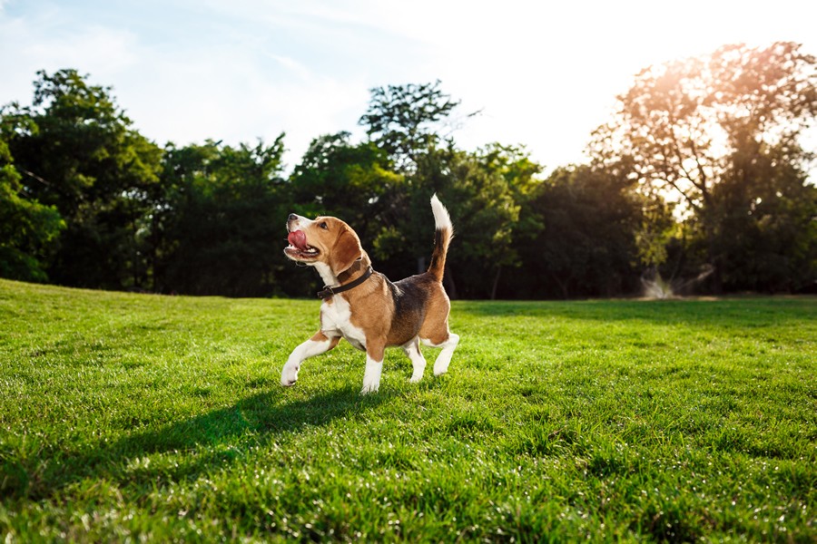 rabo de los perros posiciones