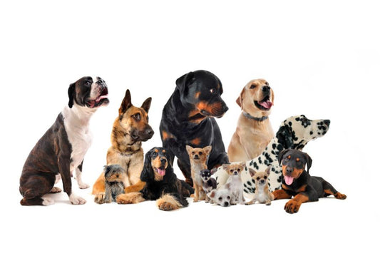 Razas de perros más comunes en España - Disane pet care