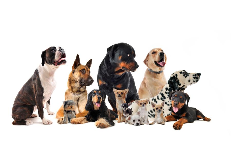 Razas de perros más comunes en España