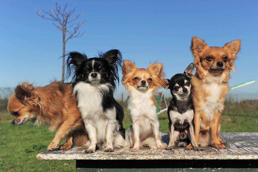 razas de perros pequeños