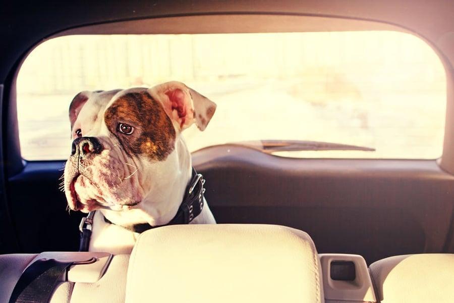 Recomendaciones si viajas con tu mascota - Disane pet care