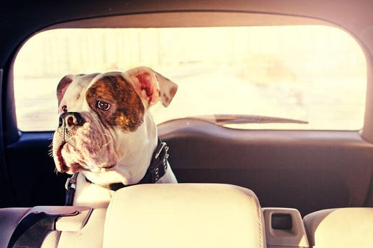 Recomendaciones si viajas con tu mascota - Disane pet care