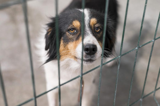 Reflexión sobre el abandono en el Día Mundial del Perro - Disane pet care