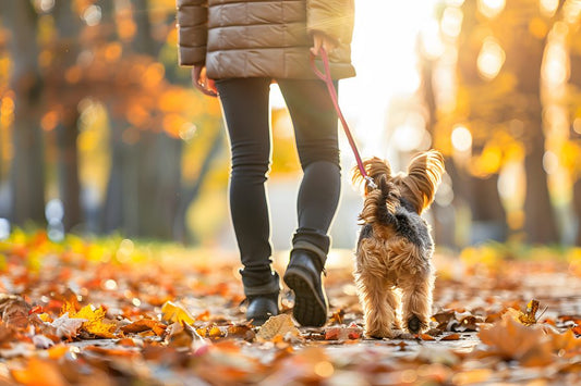 Refuerza el sistema inmunitario de tu mascota de cara al invierno - Disane pet care