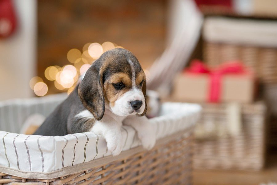 Regalar un perro o un gato ¿es realmente una buena idea? - Disane pet care